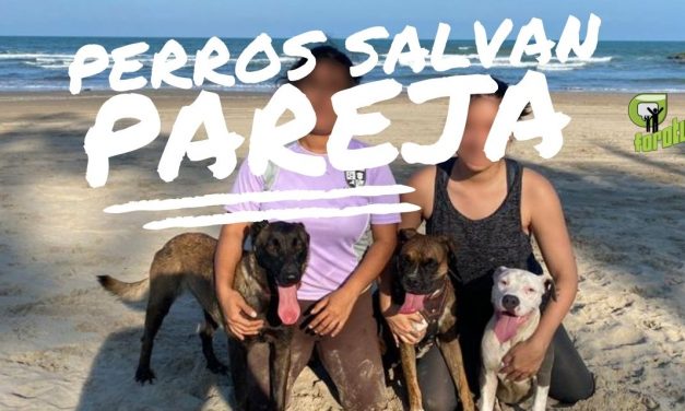 Perros salvan a pareja de ser ASALTADA