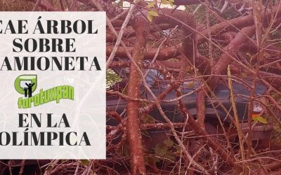 Cae árbol sobre camioneta en la Olímpica
