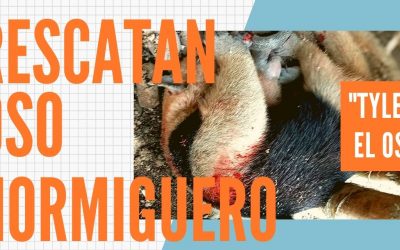 Rescatan a Tyler: Un Oso Hormiguero