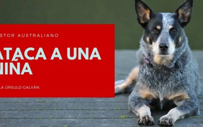 Pastor Australiano ataca a una niña
