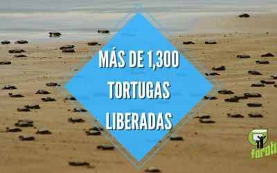 MÁS DE 1,300 TORTUGAS LIBERADAS
