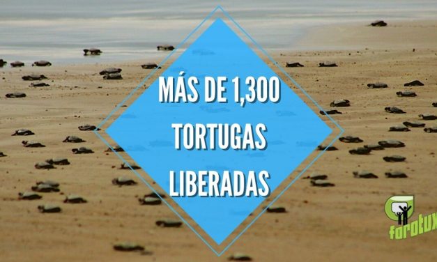 MÁS DE 1,300 TORTUGAS LIBERADAS