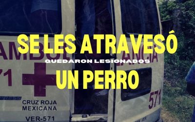 SE LES ATRAVESÓ UN PERRO