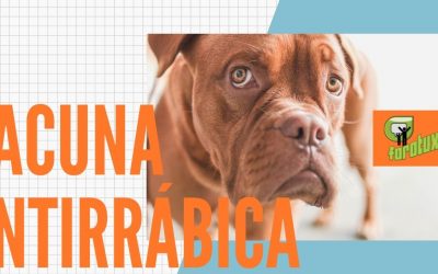 CAMPAÑA DE VACUNACIÓN ANTIRRÁBICA