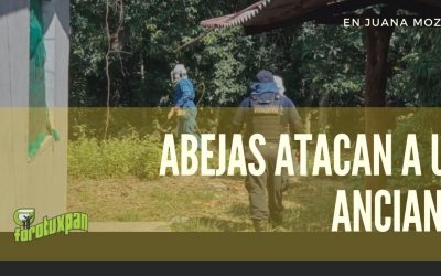 Abejas atacan a OCTAGENARIO