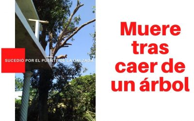 Muere tras caer de un árbol