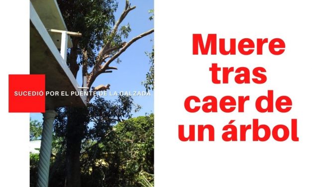 Muere tras caer de un árbol