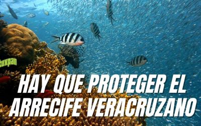 Llaman a la Suprema Corte a proteger el arrecife veracruzano