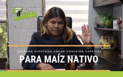 Propone Diputada Crear Comisión Especial para el Maíz Nativo
