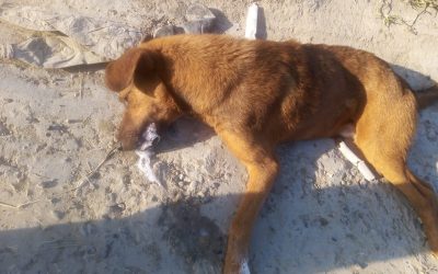 Envenenan mascotas en la México Lindo