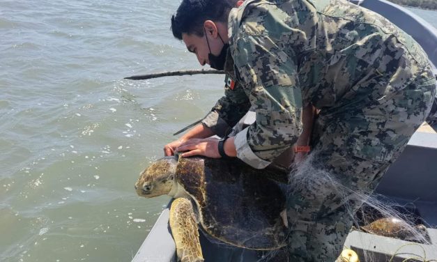 Marinos RESCATAN TORTUGAS ENMALLADAS