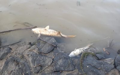 SE AHOGAN PECES EN EL RÍO