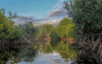 Tamiahua: Día Internacional por la Defensa del Manglar