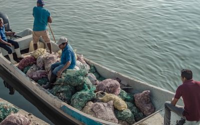 Tamiahua: Carga de cerca de 600 arpillas de concha de Ostión