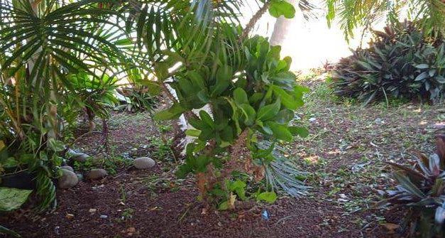 Tamiahua: Trabajos de aseo en la plaza del pescador y en la casa del adulto mayor