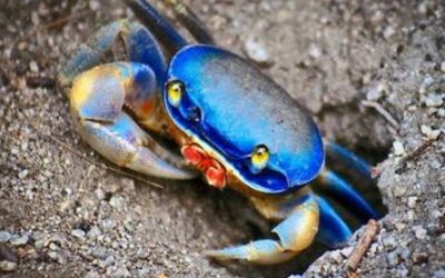 Tamiahua: Comienza la veda de Cangrejo Azul 2022