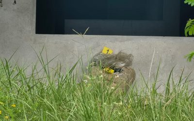 Encuentran MOTA en una obra negra