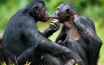 El amor te vuelve de plano ANIMAL