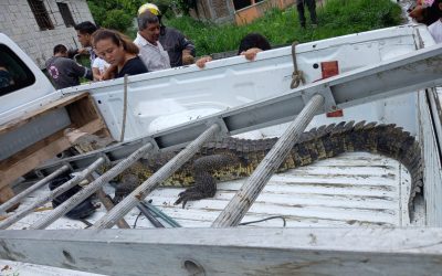 ¡Un señor mordió a un LAGARTO!