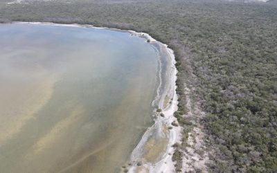 Tamiahua: Recorrido para encontrar el origen de la contaminación debido a varias hectáreas de mangle muertas