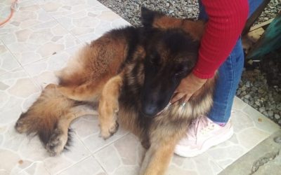 Personal de Bomberos rescata un perro atrapado en un portón metálico