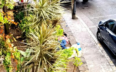 ¡Aún sin identificar! El hombre de la jardinera