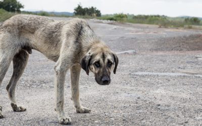 Investigación abierta por crueldad animal en Tuxpan