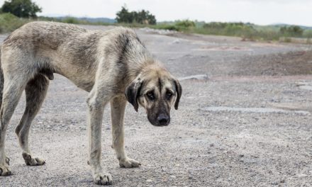 Investigación abierta por crueldad animal en Tuxpan
