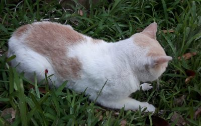 Asesino de GATOS en BANDERAS