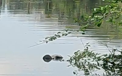 Encuentran un Cadáver en el Estero de Tenechaco