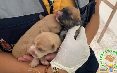 Rescatan a perrita pitbull y sus cachorros en estado de abandono en Las Granjas