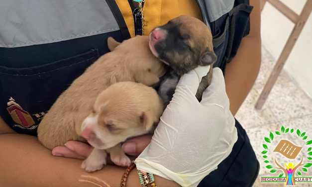 Rescatan a perrita pitbull y sus cachorros en estado de abandono en Las Granjas