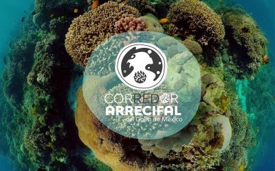 CEMDA: Campaña #Arrecifes del Golfo