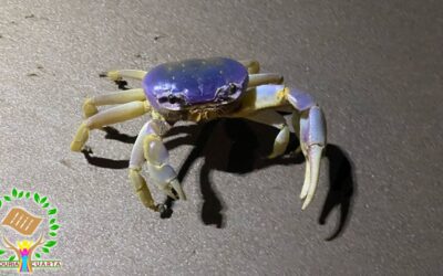 Preservando la Biodiversidad Marina: Recorridos Nocturnos Velan por la Integridad del Cangrejo Azul