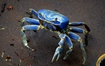Inicia en Tuxpan la Veda de Cangrejo Azul