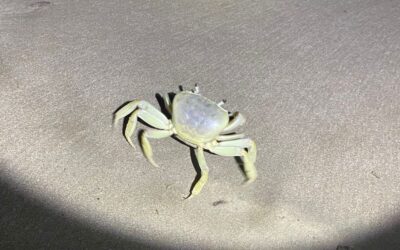 Autoridades intensifican la supervisión de la veda del cangrejo azul para preservar la especie