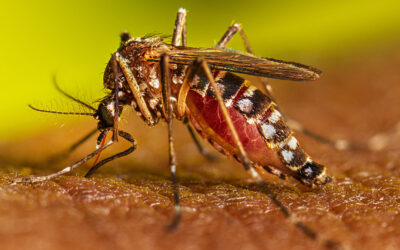 Se realizará campaña de limpieza para prevenir el dengue