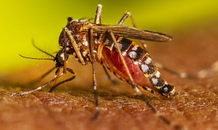 Se realizará campaña de limpieza para prevenir el dengue