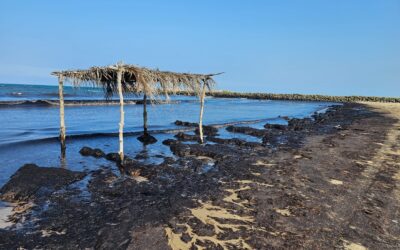 No hay contaminación de playas con hidrocarburo; se trata de macroalgas Sargassum (Sargazo)