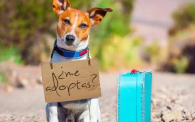 Jornada de Adopción de Perros y Gatos, el próximo miércoles 4 de octubre