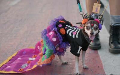 Un gran número de lomitos y michis participaron en la caminata y el concurso “Disfraza a tu Mascota”