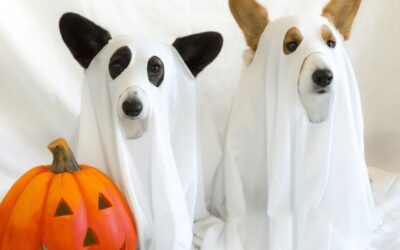 Este viernes el concurso “Disfraza a tu Mascota”, alusivo a la celebración de Día de Muertos