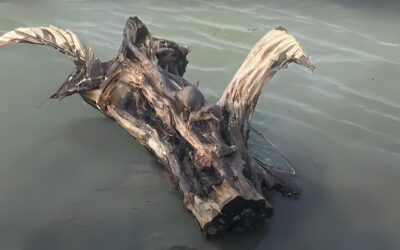 La Nutria Neotropical, Tesoro Natural de Tuxpan, en Peligro de Extinción