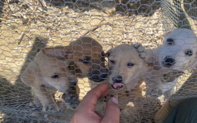 Éxito en la Campaña de Censo de Mascotas en Tuxpan, Veracruz: Una Demostración de Amor y Responsabilidad