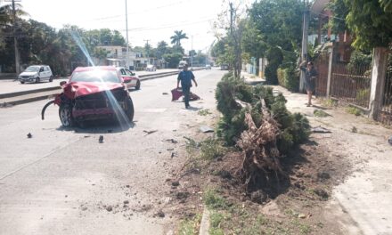 Turista de la CDMX mata a un árbol de la Cuauhtémoc
