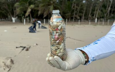 Encuentran éxitos en la limpieza de playas en Tuxpan para preservar hábitat de tortugas marinas