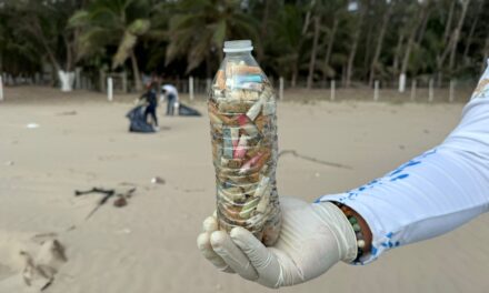 Encuentran éxitos en la limpieza de playas en Tuxpan para preservar hábitat de tortugas marinas