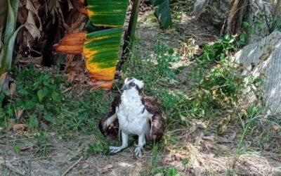Rescatan Águila Pescadora herida en Ceiba Rica, para su atención y preservación