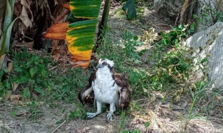 Rescatan Águila Pescadora herida en Ceiba Rica, para su atención y preservación