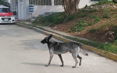 PITBULL MASACRA A PASTOR ALEMÁN EN TULIPANES